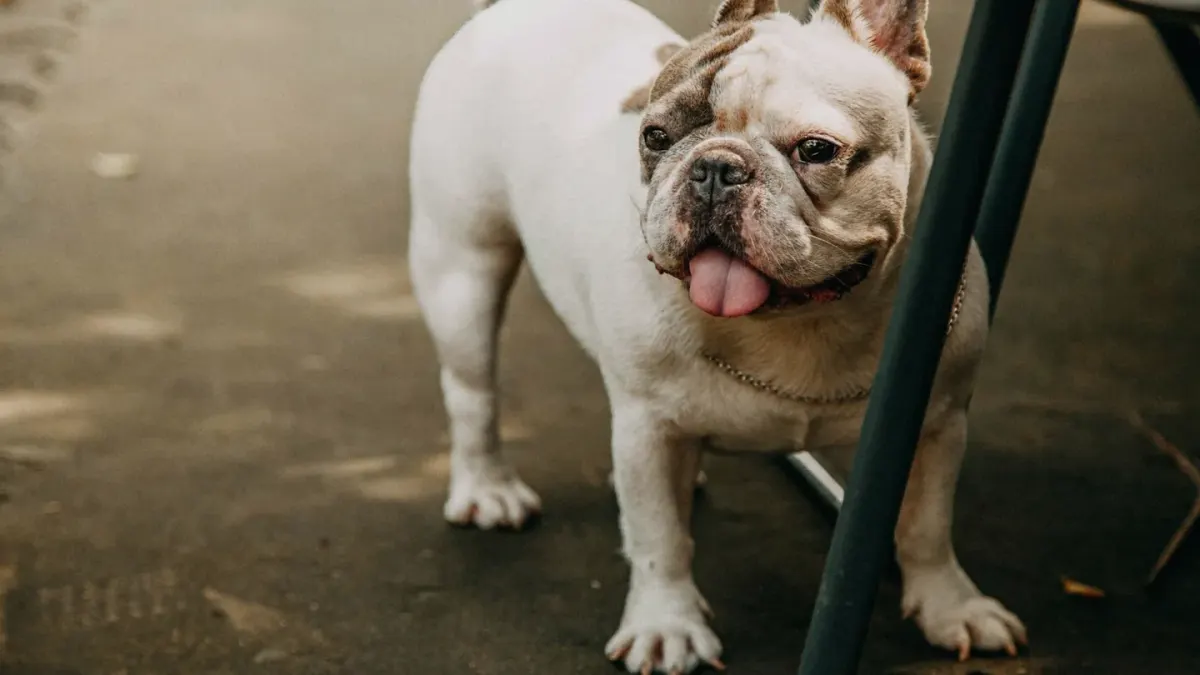 Dog waiting beside a bowl