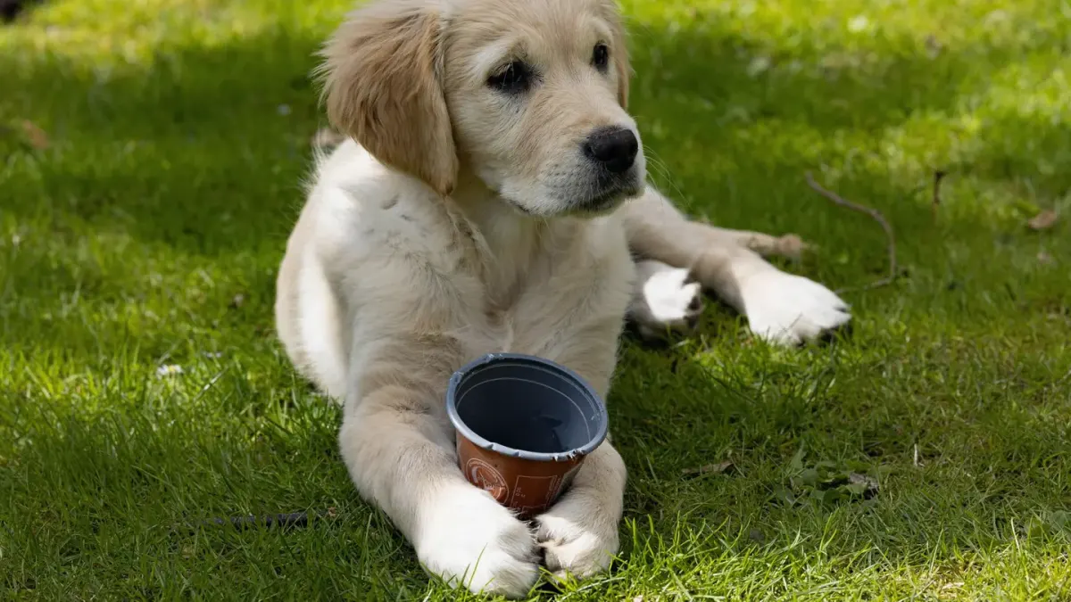 Dog waiting beside food bowl