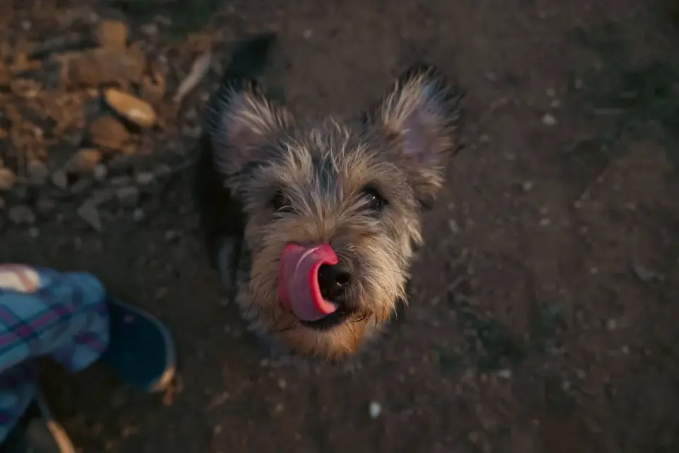 Dog waiting beside food bowl