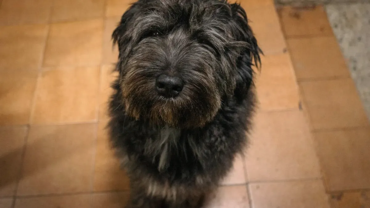 Dog waiting indoors