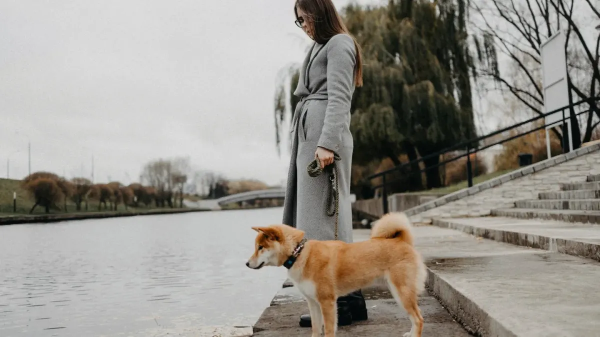Dog walking outdoors