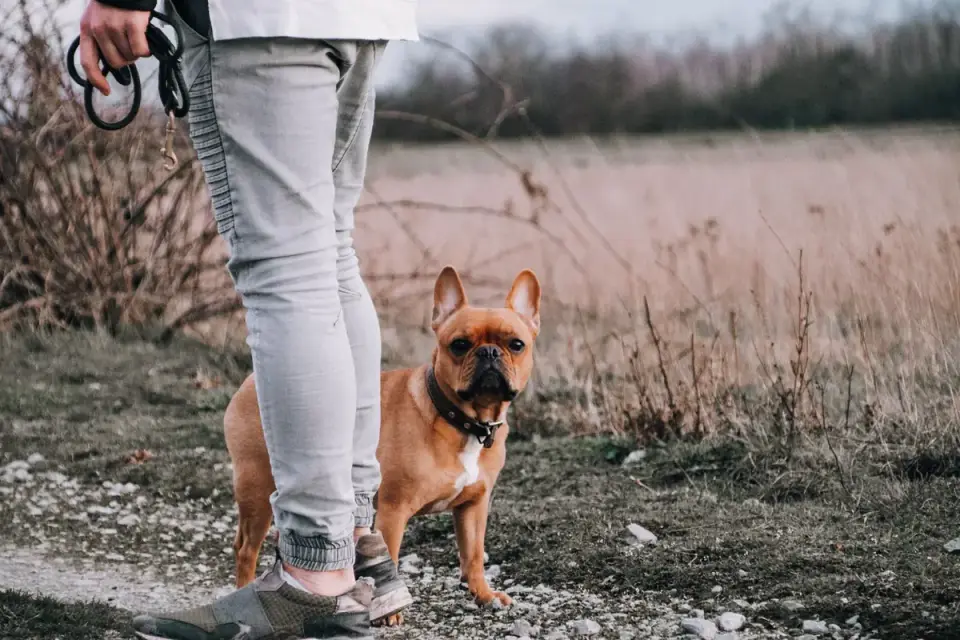 Dog walking outdoors