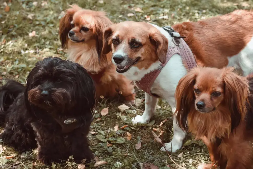 Dog walking outdoors