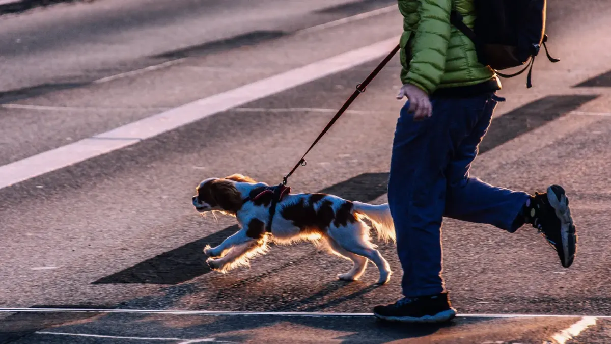 Dog walking outdoors owner