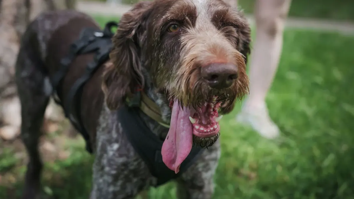Dog walking outdoors owner