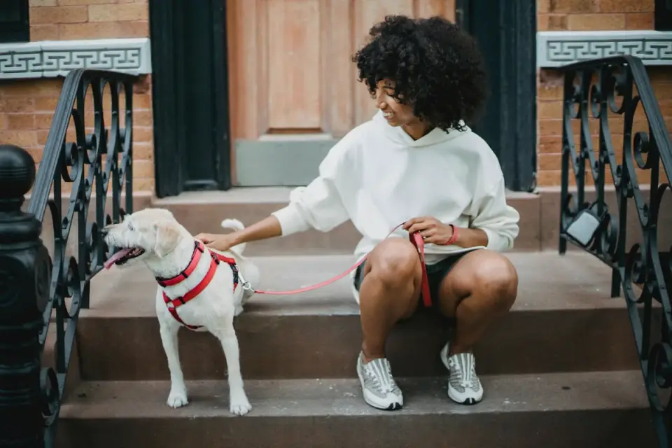 Dog walking with an owner
