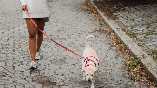 Dog walking with an owner