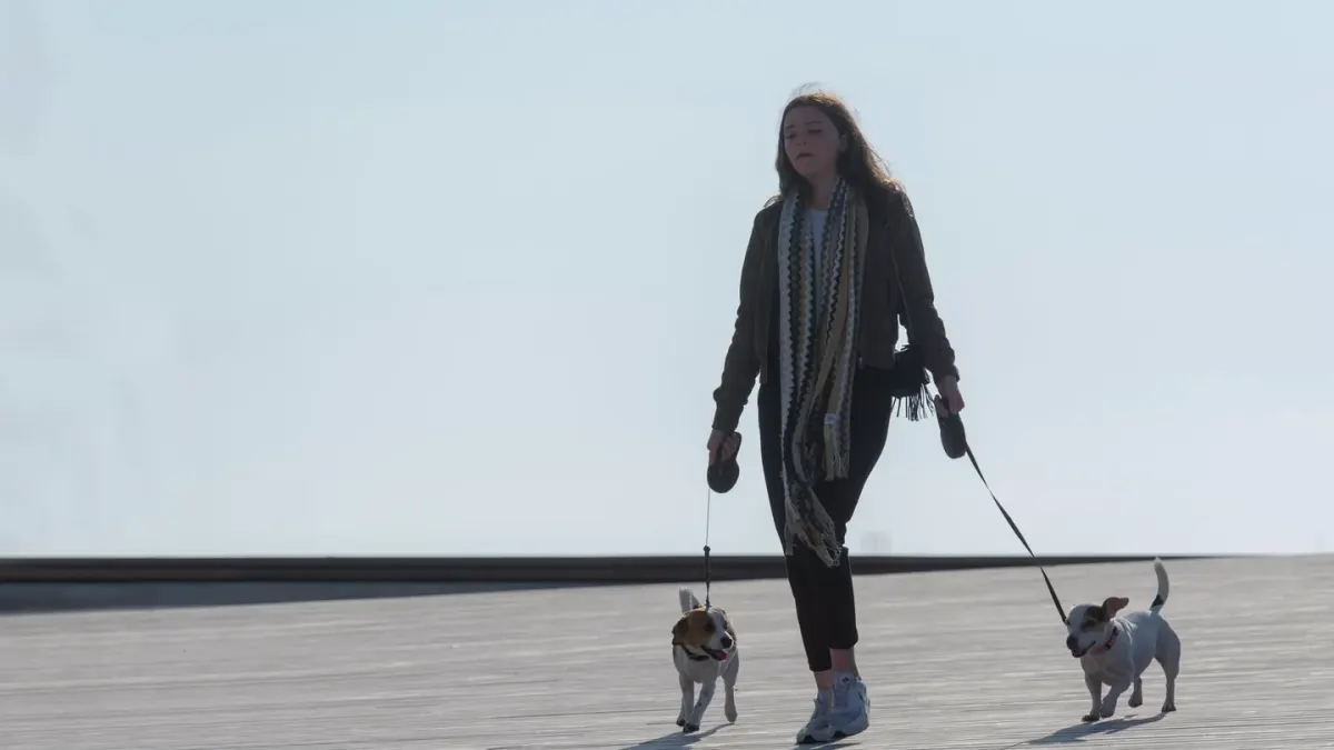 Dog walking with an owner