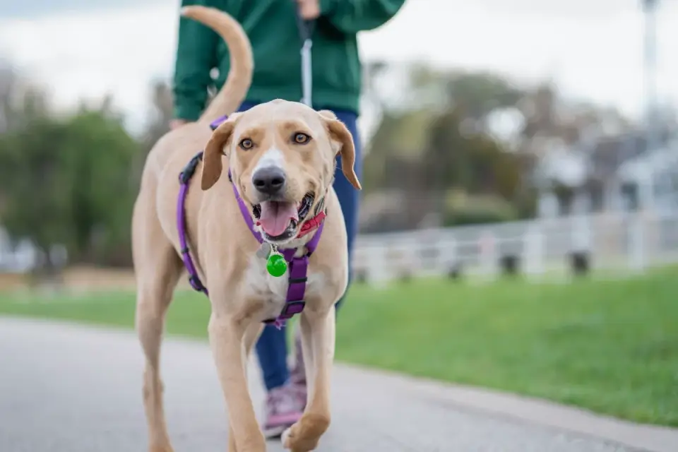 Dog walking with an owner