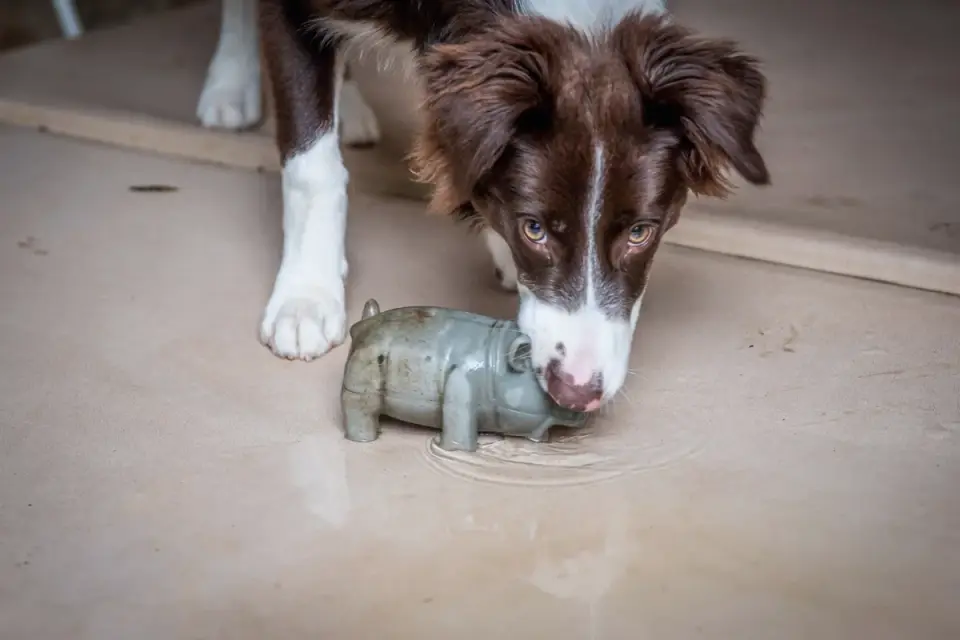 Dog with a rubber toy