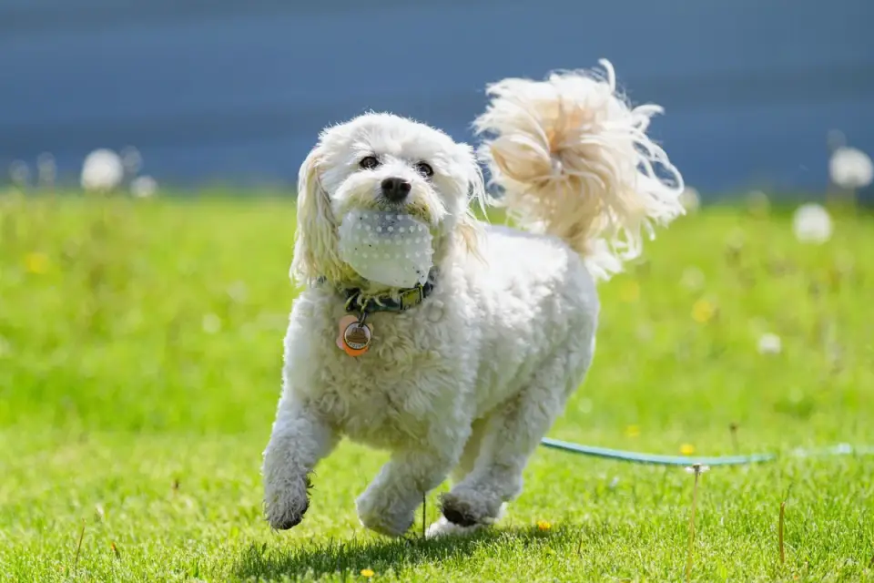 Dog with a rubber toy