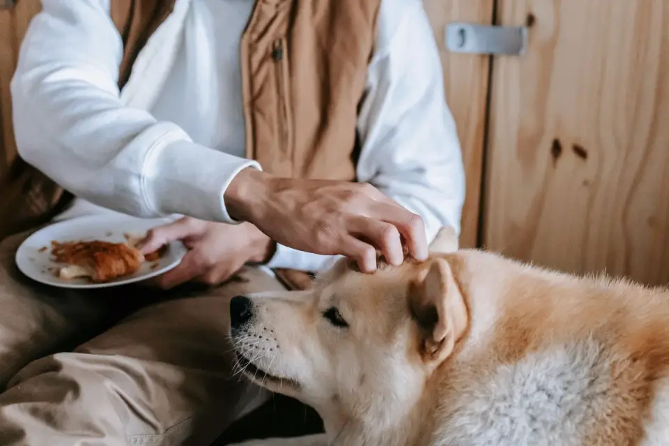 Dog with an owner at home