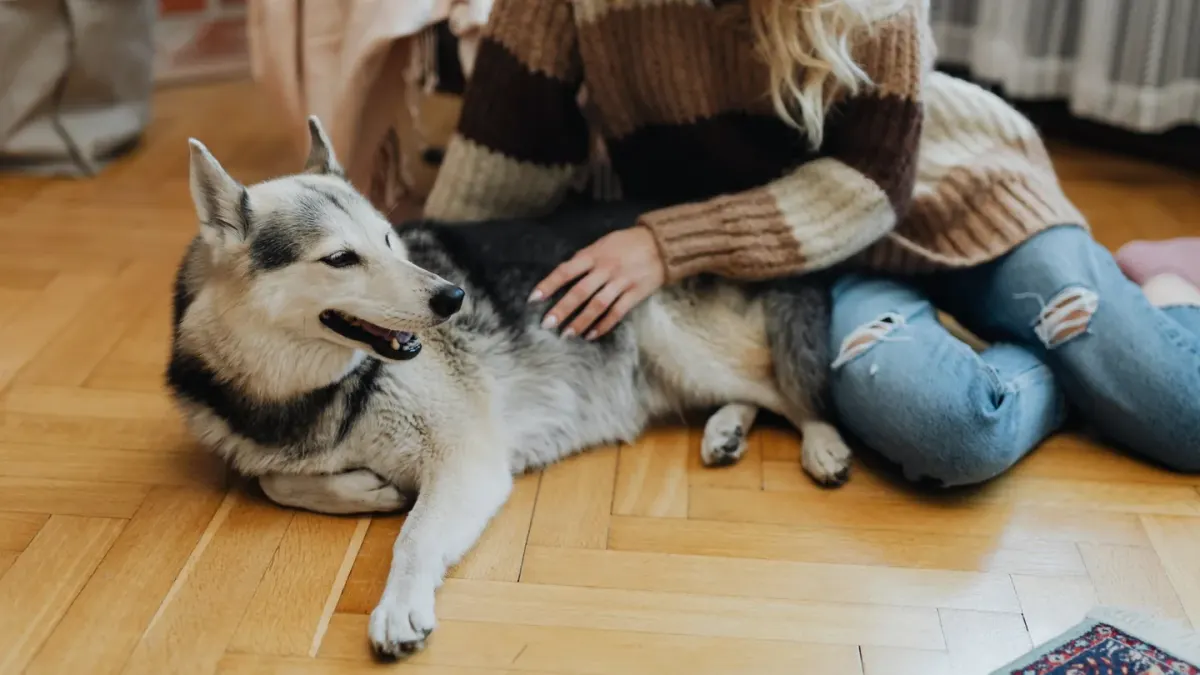 Dog with an owner at home