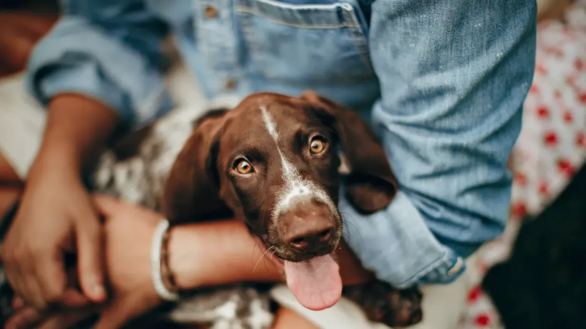 Dog with an owner at home