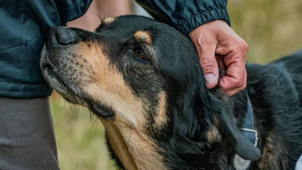 Dog with an owner at home