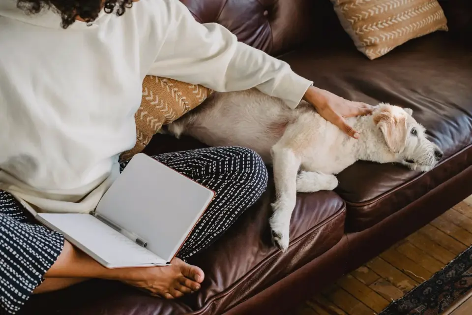 Dog with an owner
