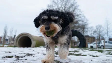 Dog with rubber toy home