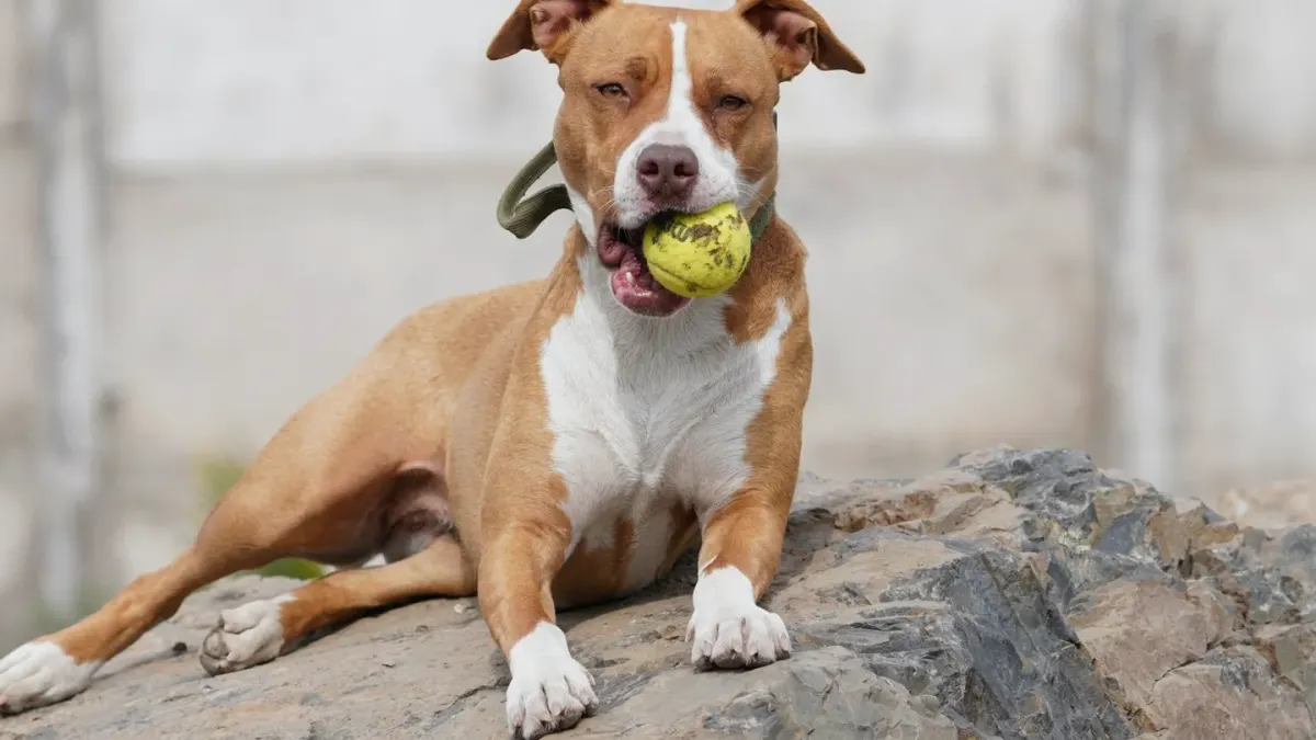 Dog with rubber toy home