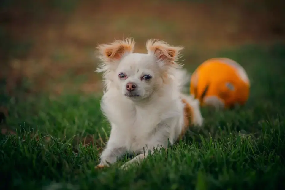 Dog with rubber toy home