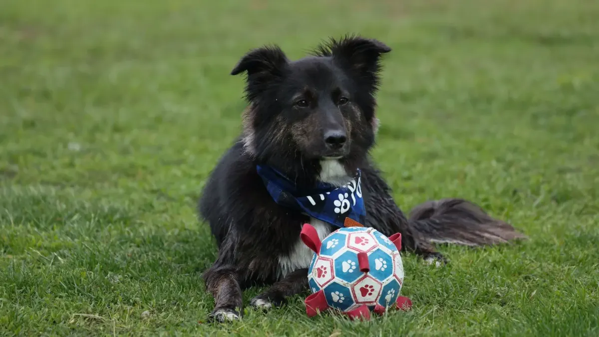 Dog with rubber toy home
