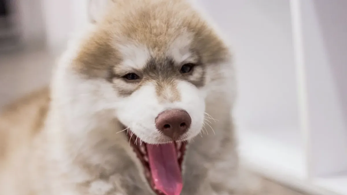 Dog yawning at home