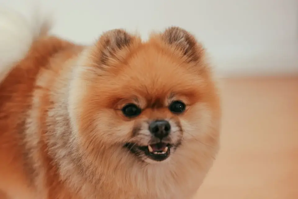 Dog yawning at home