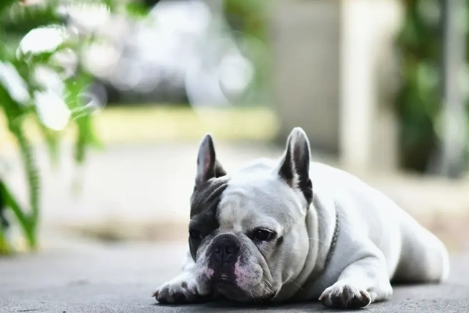 French bulldog portrait