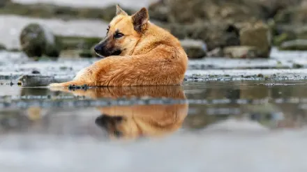 German shepherd standing outdoors