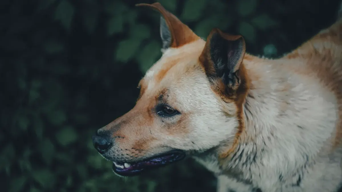 German shepherd standing outdoors