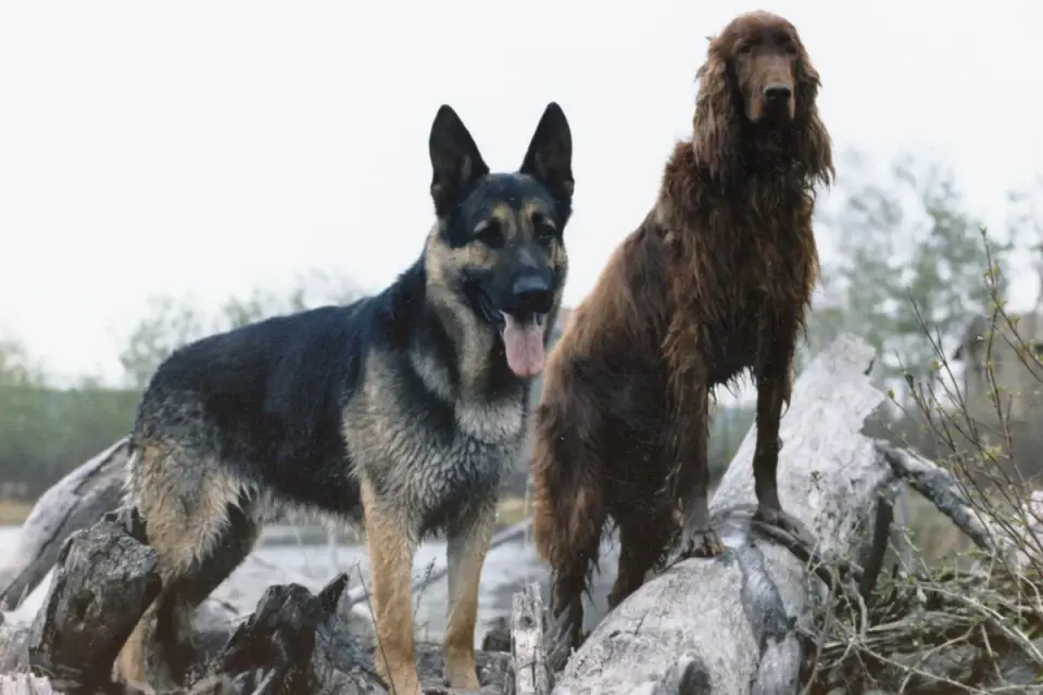 German shepherd standing outdoors