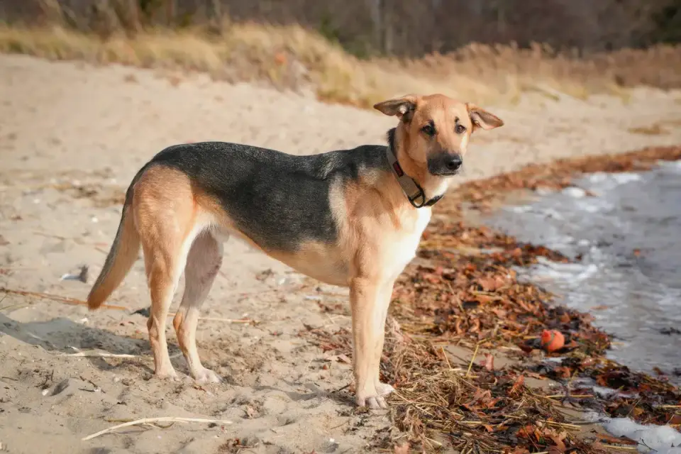 German shepherd standing outdoors