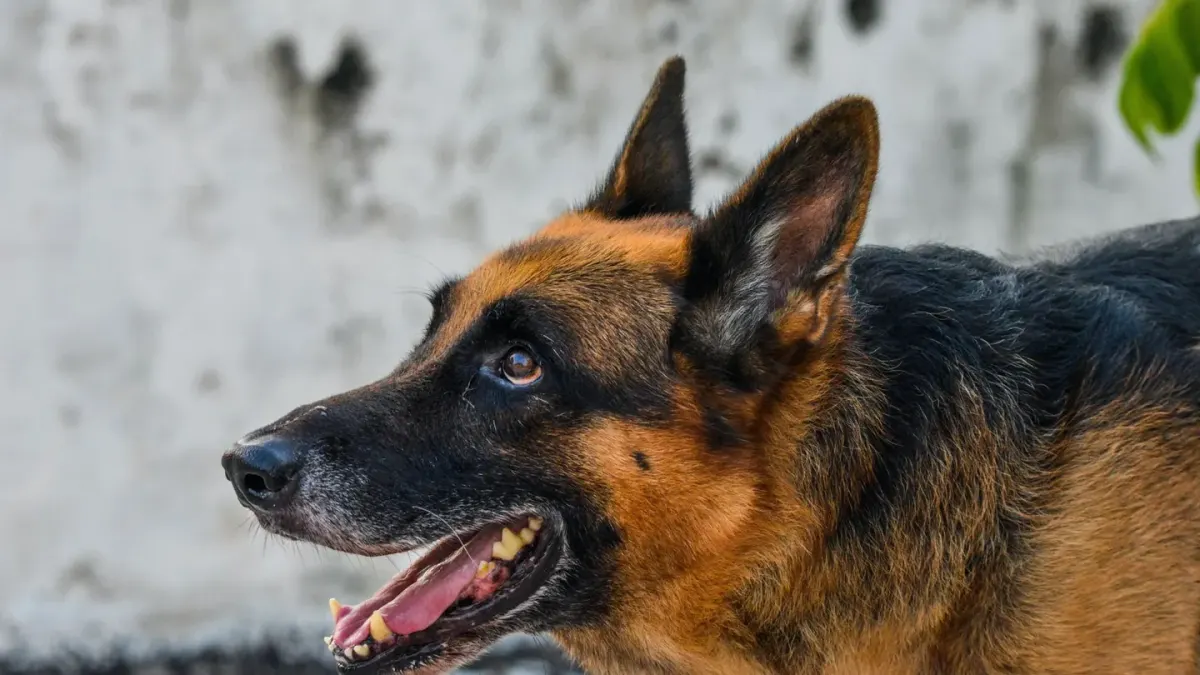 German shepherd standing outdoors