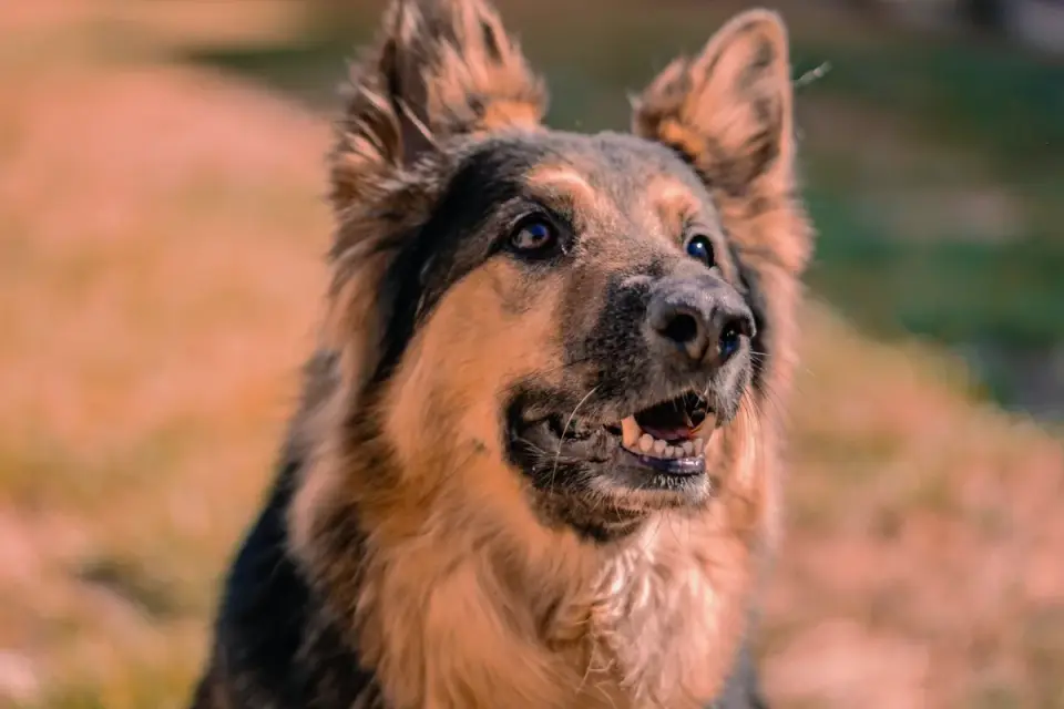 German shepherd standing outdoors