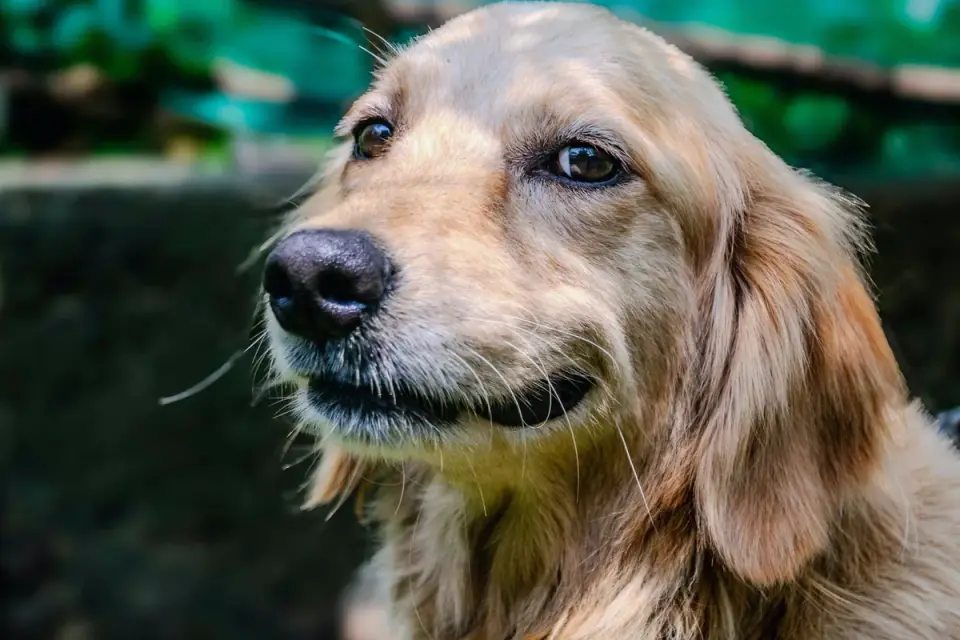 Golden retriever portrait