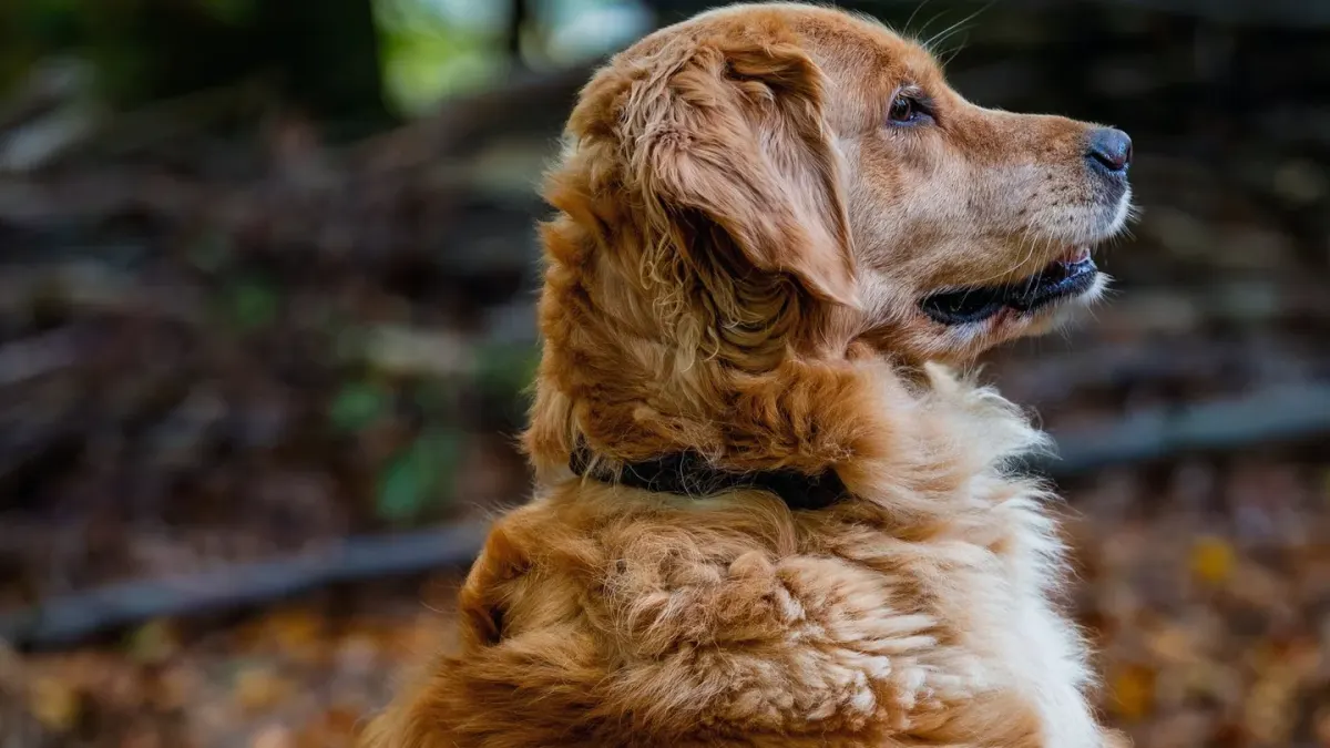 Golden retriever portrait