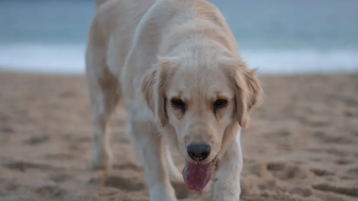 Golden retriever portrait