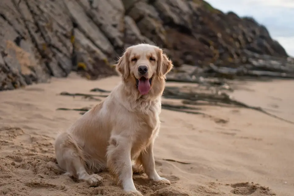 Golden retriever portrait