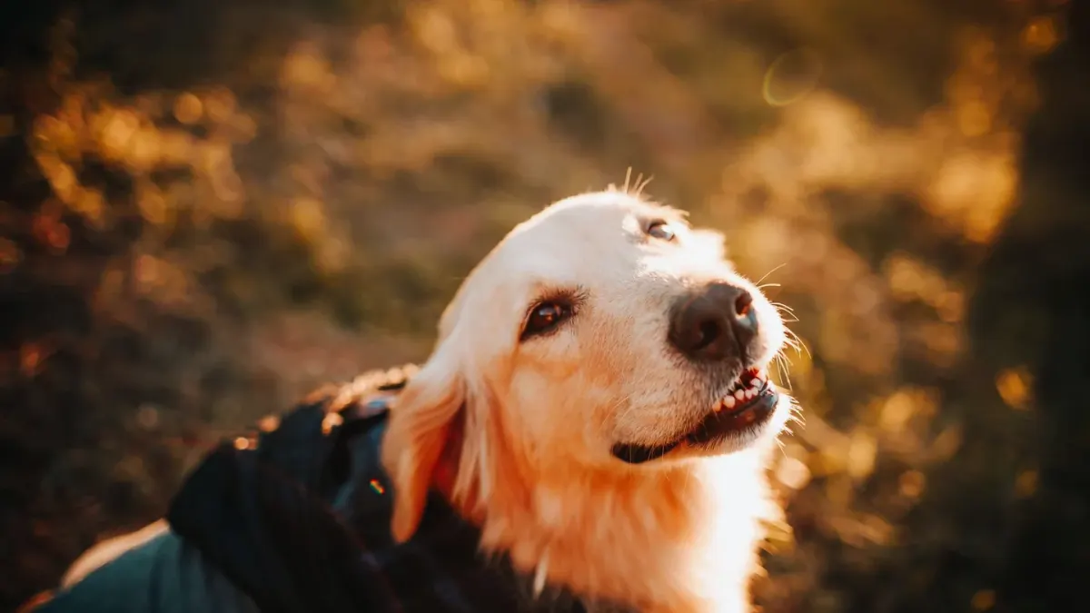Golden retriever portrait