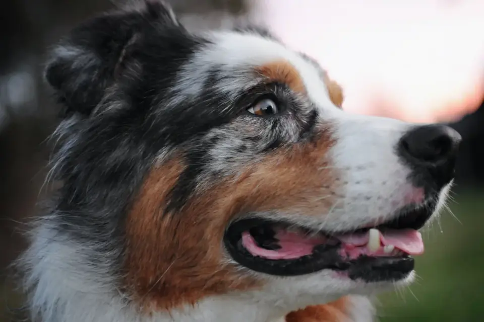 Grey muzzle senior dog portrait