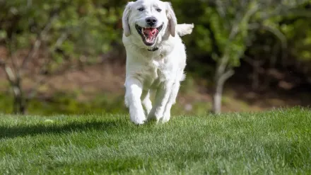 Labrador retriever outdoors