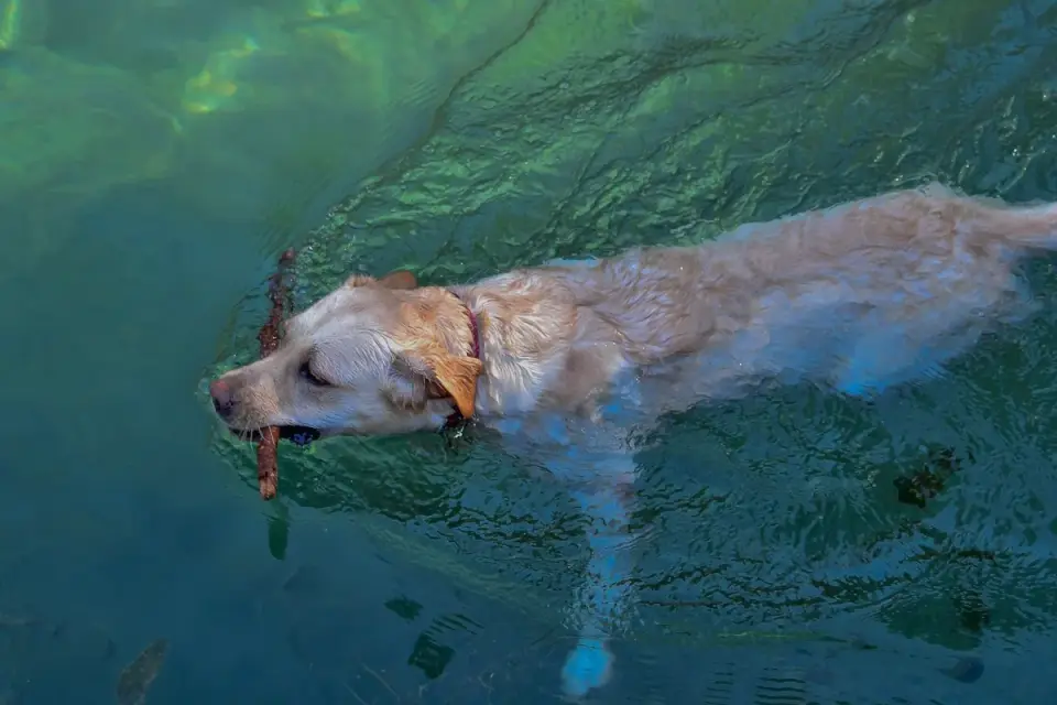 Labrador retriever outdoors