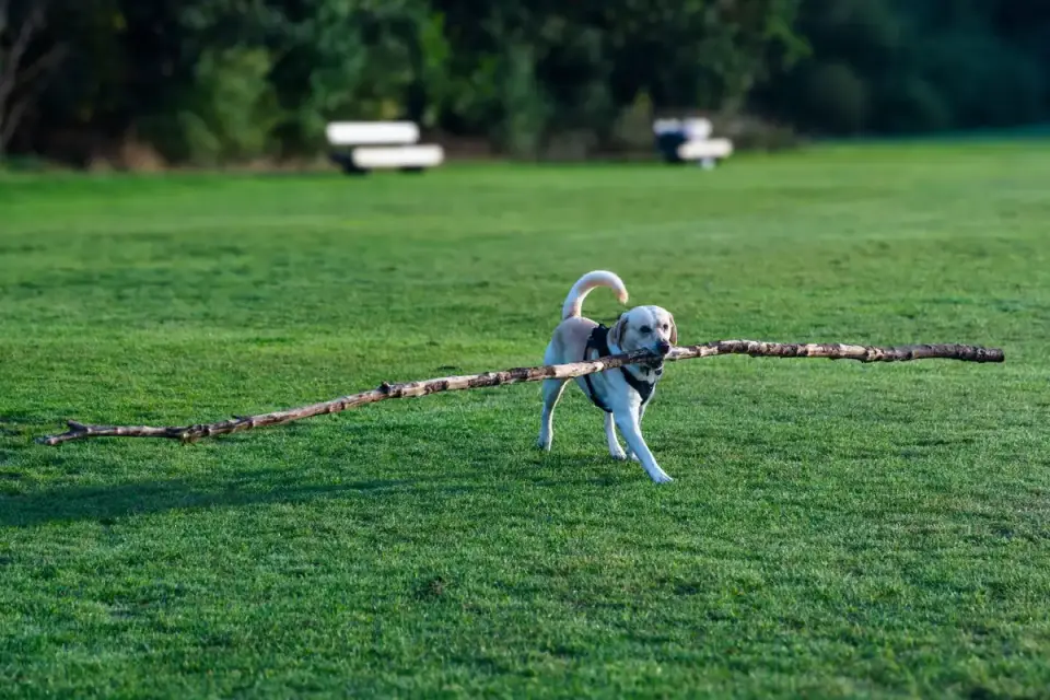 Labrador retriever outdoors