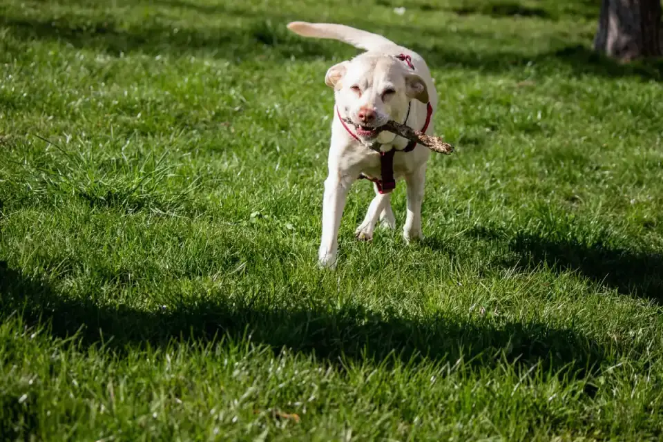 Labrador retriever outdoors