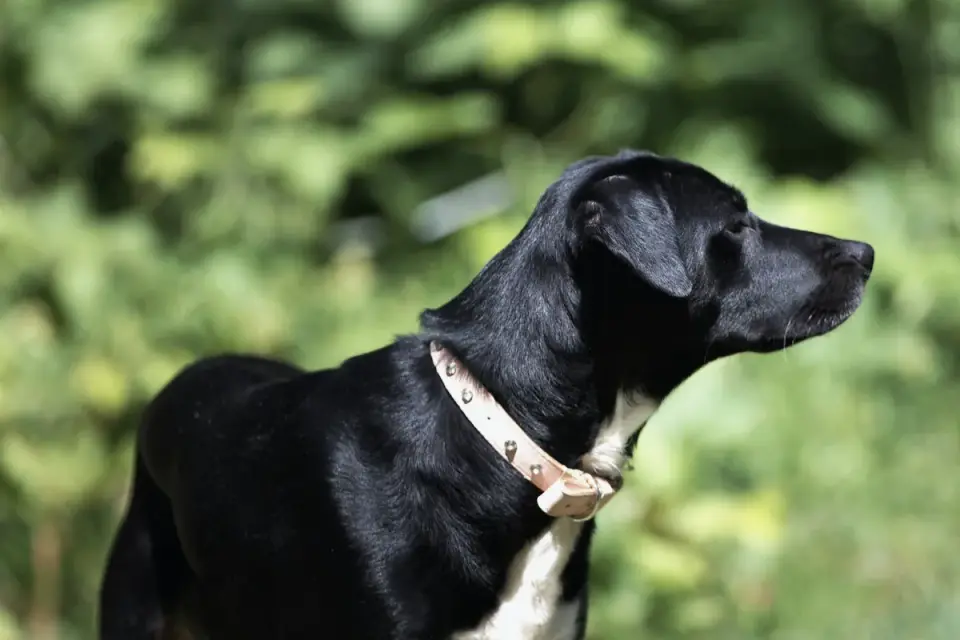 Labrador retriever outdoors