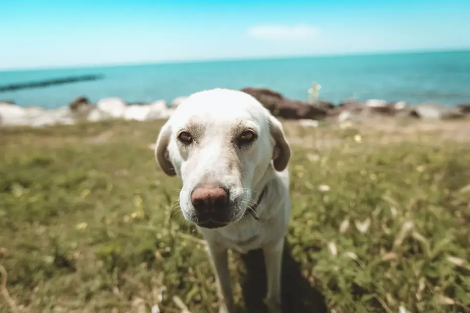 Labrador retriever outdoors