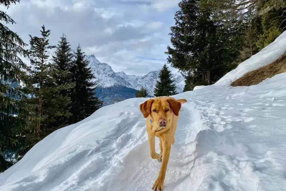Labrador retriever outdoors