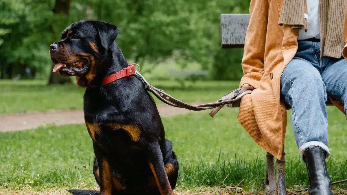 Older dog owner park