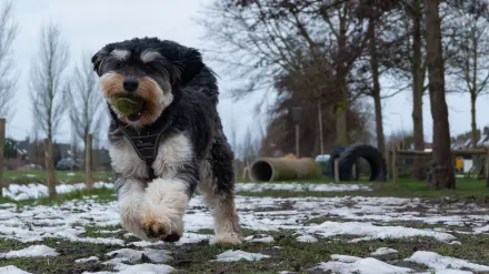 Older dog owner park