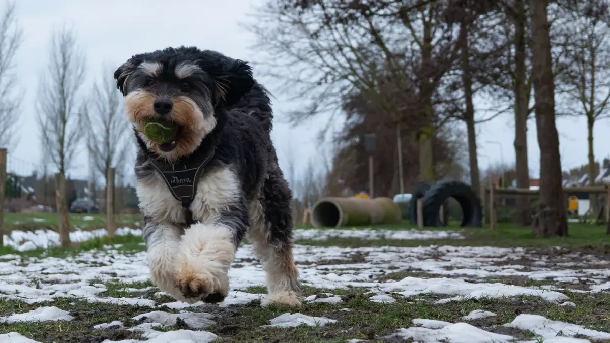 Older dog owner park