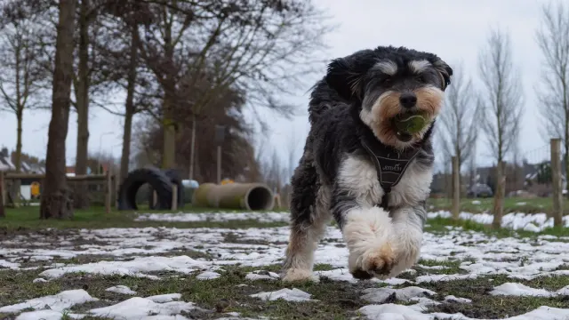 Older dog with an owner in a park